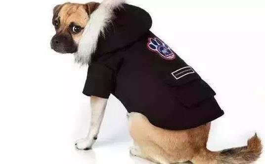 寵物衣服