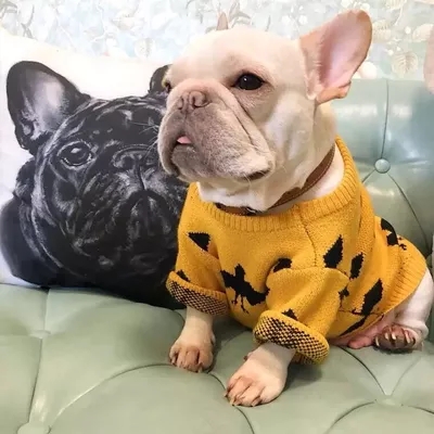 寵物衣服