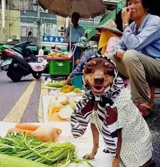 寵物用品